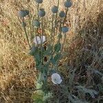 Papaver somniferum habit picture by Higueras Ines (cc-by-sa)