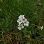 Saxifraga pubescens flower picture by H L (cc-by-sa)