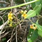 Avicennia officinalis flower picture by Abhishek Rajput (cc-by-sa)