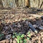 Cardamine concatenata habit picture by Lily Jones (cc-by-sa)