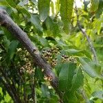 Cupaniopsis glomeriflora fruit picture by nicoplant (cc-by-sa)