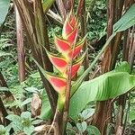 Heliconia wagneriana flower picture by Luz Rodríguez De Rovira (cc-by-sa)