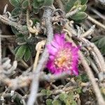 Mesembryanthemum nodiflorum flower picture by michele sisto (cc-by-sa)