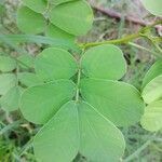 Senna obtusifolia leaf picture by Serge Garnier (cc-by-sa)