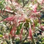 Calliandra foliolosa flower picture by Trap Hers (cc-by-sa)