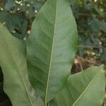 Talisia esculenta leaf picture by Vinicius Castro Souza (cc-by-sa)