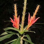 Aphelandra scabra flower picture by Nelson Zamora Villalobos (cc-by-nc)