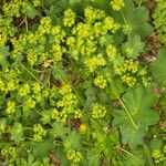 Alchemilla filicaulis habit picture by Martin Bishop (cc-by-sa)