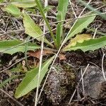 Scorzoneroides helvetica habit picture by Yoan MARTIN (cc-by-sa)