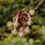 Satyria warszewiczii fruit picture by Nelson Zamora Villalobos (cc-by-nc)