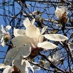 Magnolia stellata flower picture by 道草 (cc-by-sa)