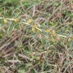 Xanthium spinosum flower picture by jid (cc-by-sa)