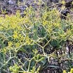 Bupleurum spinosum flower picture by Luis Almeda (cc-by-sa)