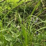 Scirpus sylvaticus habit picture by odile maury (cc-by-sa)