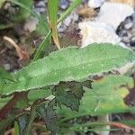 Nonea vesicaria leaf picture by Monteiro Henrique (cc-by-sa)