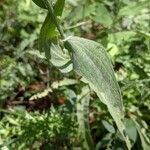 Centaurea nervosa leaf picture by Claudio Malpede (cc-by-sa)