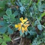 Coronilla valentina flower picture by Henri Sussin (cc-by-sa)