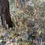 Calluna vulgaris fruit picture by Jacques ANDRE (cc-by-sa)