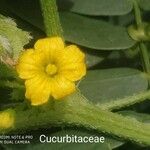 Cucumis melo flower picture by Rajendra Rajendra Choure (cc-by-sa)