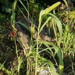 Panicum miliaceum habit picture by Georg Auster (cc-by-sa)