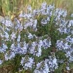 Veronica prostrata flower picture by barbogarbo (cc-by-sa)