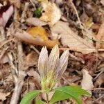 Gentiana villosa flower picture by Kate (cc-by-sa)