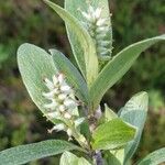 Salix glauca flower picture by jcasado94 (cc-by-sa)