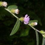 Lepidaploa salzmannii flower picture by Nelson Zamora Villalobos (cc-by-nc)