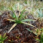 Carex brachycalama leaf picture by Fabien Anthelme (cc-by-sa)