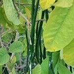 Vigna unguiculata leaf picture by Joy Vivian Austin (cc-by-sa)