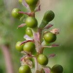 Fumaria densiflora fruit picture by Sylvain Piry (cc-by-sa)