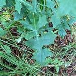 Lactuca viminea leaf picture by Seidel Friedrich (cc-by-sa)