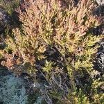 Calluna vulgaris leaf picture by Terry Conway (cc-by-sa)