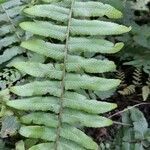 Blechnum occidentale leaf picture by Trap Hers (cc-by-sa)