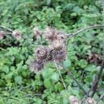 Arctium minus fruit picture by Peter Demuro (cc-by-sa)