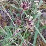 Plantago sempervirens flower picture by Benito Soto Fernando (cc-by-sa)