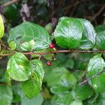 Rhamnus prinoides l'hér. leaf picture by Maarten Vanhove (cc-by-sa)