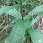 Lilium martagon leaf picture by David Heckl (cc-by-sa)