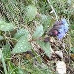 Pulmonaria saccharata habit picture by Catmic Catmic (cc-by-sa)