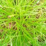 Carex muskingumensis leaf picture by Rahul Gopinath (cc-by-sa)