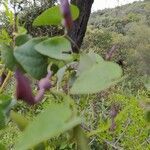 Aristolochia baetica leaf picture by Blanca Antonio (cc-by-sa)