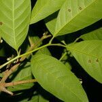 Trichilia adolfi leaf picture by Nelson Zamora Villalobos (cc-by-nc)