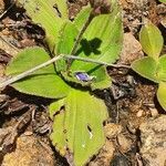 Craterostigma plantagineum leaf picture by susan brown (cc-by-sa)