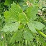 Peucedanum ostruthium leaf picture by Paul Siffert (cc-by-sa)