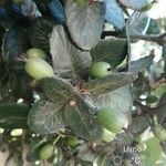 Eucryphia cordifolia fruit picture by dassori paul (cc-by-sa)