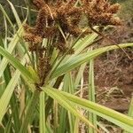 Cyperus dives flower picture by susan brown (cc-by-sa)