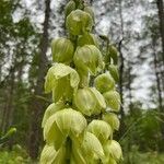 Yucca arkansana flower picture by Kayla Parr (cc-by-sa)