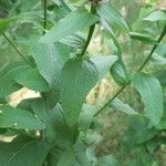 Centaurea phrygia leaf picture by Bernd Vogler (cc-by-sa)