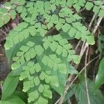 Adiantum tenerum habit picture by Trap Hers (cc-by-sa)