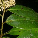 Ardisia standleyana leaf picture by Nelson Zamora Villalobos (cc-by-nc)